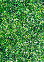 Image showing Grass closeup tecture