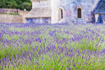 Image showing Lavander field