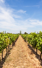 Image showing Provence vineyard