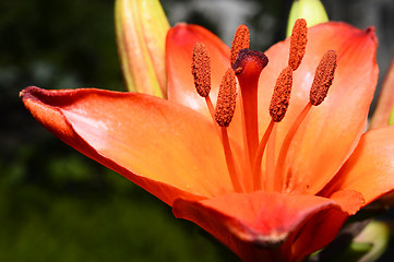 Image showing Flowering ornamental yellow lily in the garden closeup