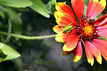 Image showing Red Helenium flower close-up with a grasshopper sitting on it