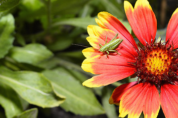 Image showing Red Helenium flower close-up with a grasshopper sitting on it