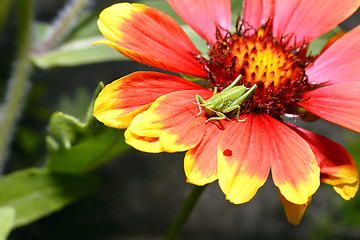 Image showing Red Helenium flower close-up with a grasshopper sitting on it