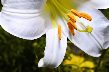 Image showing Decorative white lily in the garden closeup