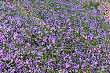 Image showing  Beautiful pink flowers background