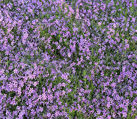 Image showing  Beautiful pink flowers background