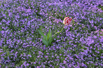 Image showing  Beautiful pink flowers background