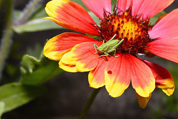 Image showing Red Helenium flower close-up with a grasshopper sitting on it