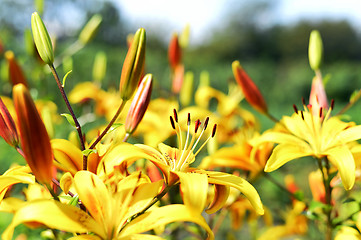 Image showing Flowering ornamental yellow lily in the garden closeup