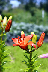 Image showing Flowering ornamental yellow lily in the garden closeup