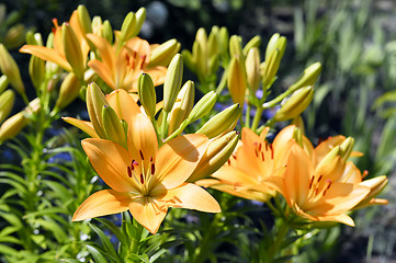 Image showing Flowering ornamental yellow lily in the garden closeup