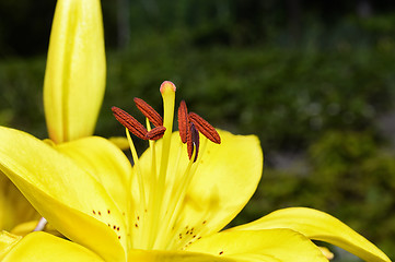 Image showing Flowering ornamental yellow lily in the garden closeup