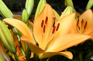 Image showing Flowering ornamental yellow lily in the garden closeup