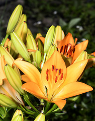 Image showing Flowering ornamental yellow lily in the garden closeup