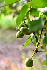 Image showing Fruits of walnut on the tree in the garden