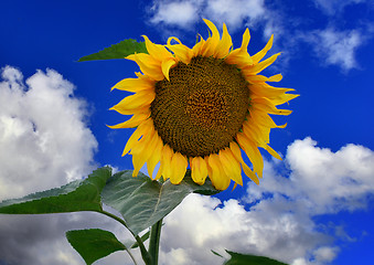 Image showing Beautiful landscape with sunflowers on the background of bright blue sky