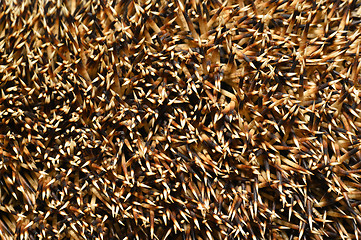 Image showing Needles of a hedgehog close up, texture