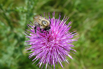 Image showing  Bumblebee Pollination on Yellow Flower. Vertical Composition