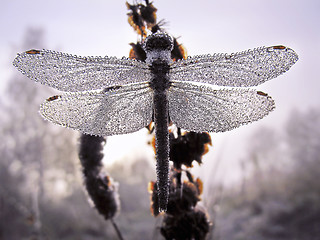 Image showing  Rain drops in Dragonfly