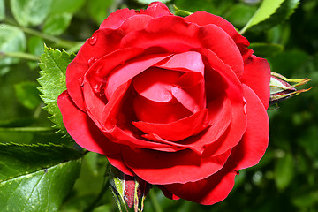 Image showing  Red roses close up. Background.