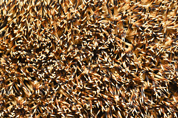 Image showing Needles of a hedgehog close up, texture