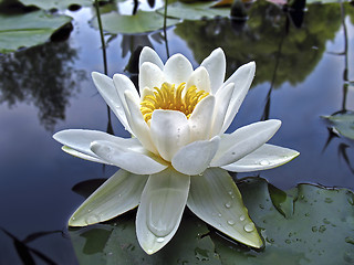 Image showing Beautiful white water lily in drops of water close-up