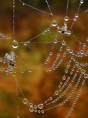 Image showing Shiny web with drops of morning dew closeup