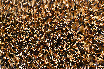 Image showing Needles of a hedgehog close up, texture