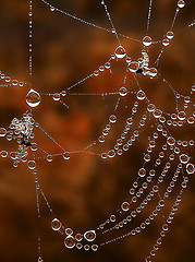 Image showing Shiny web with drops of morning dew closeup