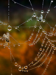 Image showing Shiny web with drops of morning dew closeup