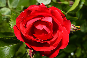 Image showing  Red roses close up. Background.