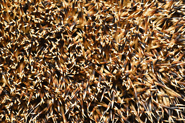 Image showing Needles of a hedgehog close up, texture