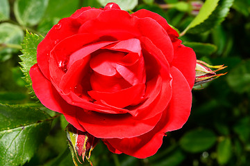Image showing  Red roses close up. Background.