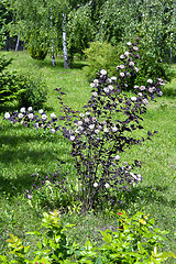 Image showing Blooming spring bush physocarpus diabolo in the garden