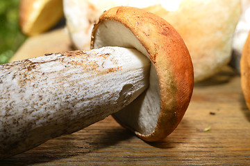 Image showing  Wild mushroom on the table