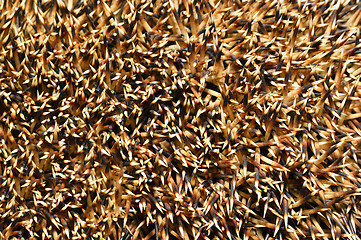 Image showing Needles of a hedgehog close up, texture