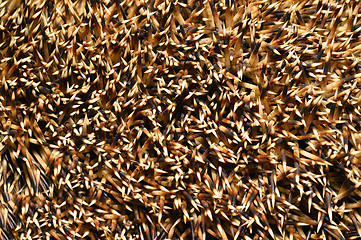 Image showing Needles of a hedgehog close up, texture