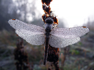 Image showing Drops of morning dew on a dragonfly closeup