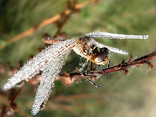 Image showing Drops of morning dew on a dragonfly closeup