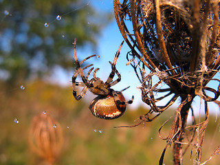 Image showing  Spider on spider web after rain