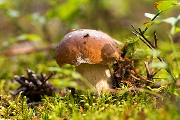 Image showing Mushroom -Boletus edulis in the forest