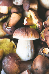 Image showing fresh autumn mushroom