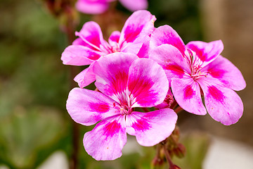 Image showing Pink bicolor geraniums