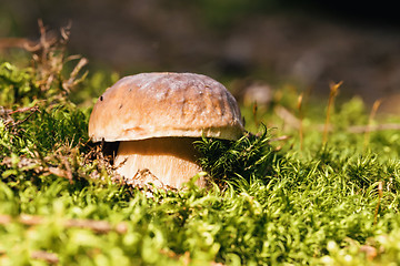 Image showing Mushroom -Boletus edulis in the forest