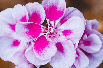 Image showing Pink bicolor geraniums