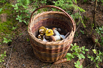 Image showing basket of fresh summer mushroom