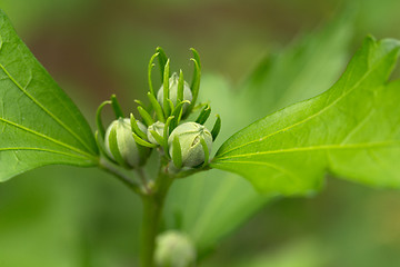 Image showing hibiscus flower bud