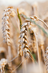 Image showing golden wheat field in summer