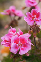 Image showing Pink bicolor geraniums