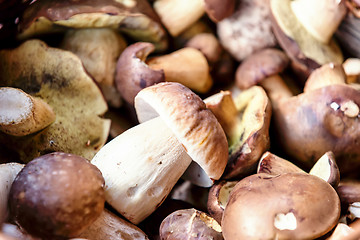 Image showing fresh autumn mushroom